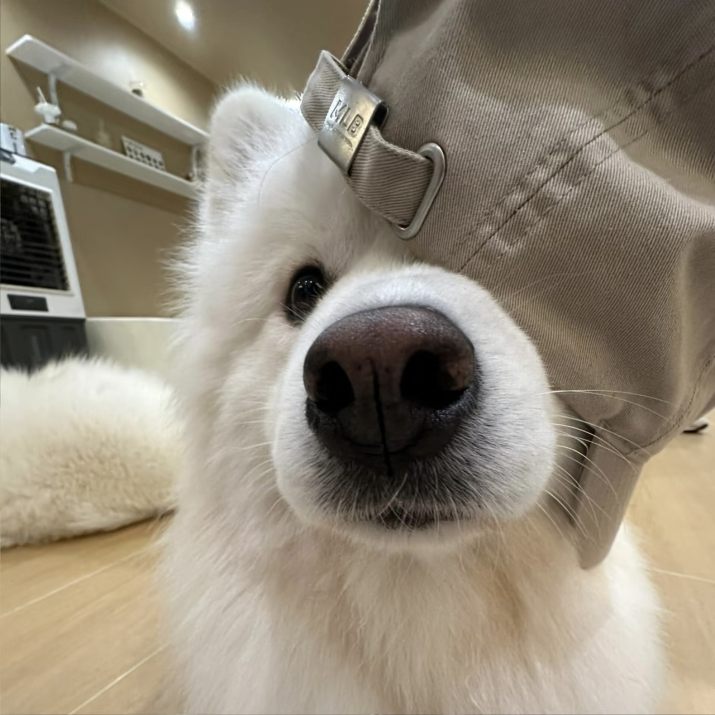 梦泽的头像-松纸工作室博客